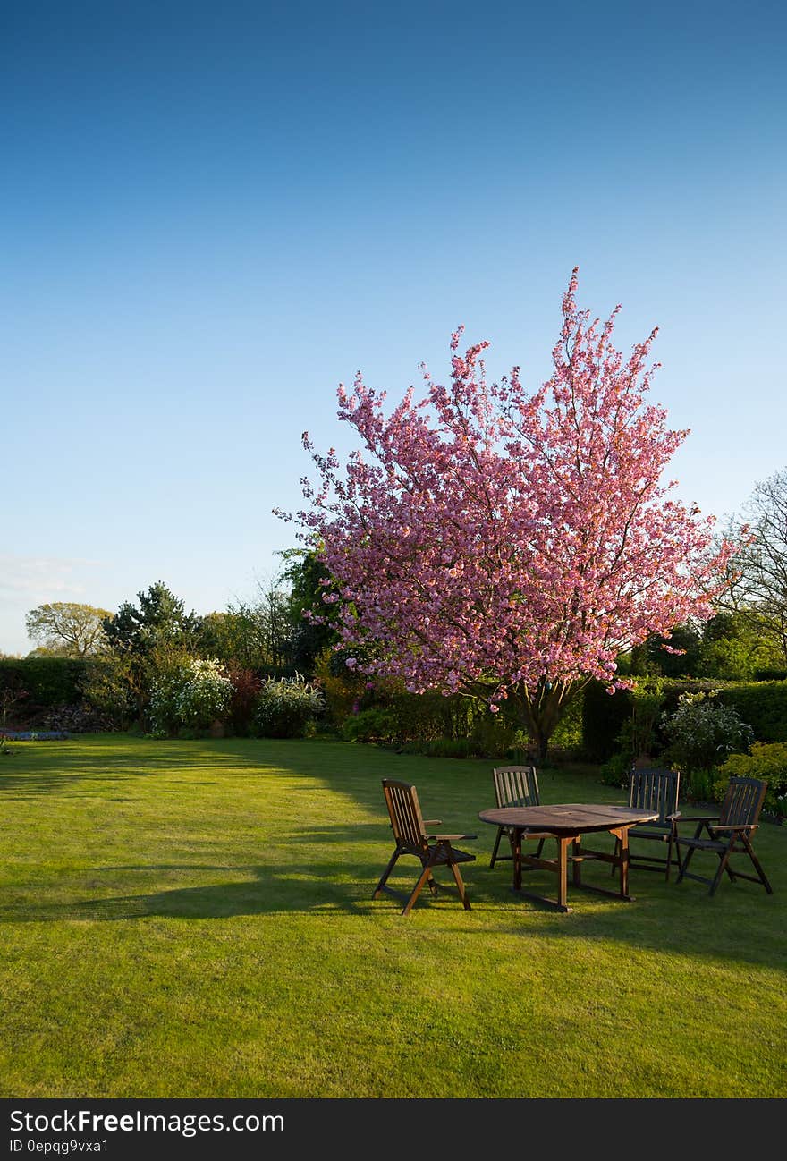 Wooden table and chairs under flowering tree in garden on sunny day.