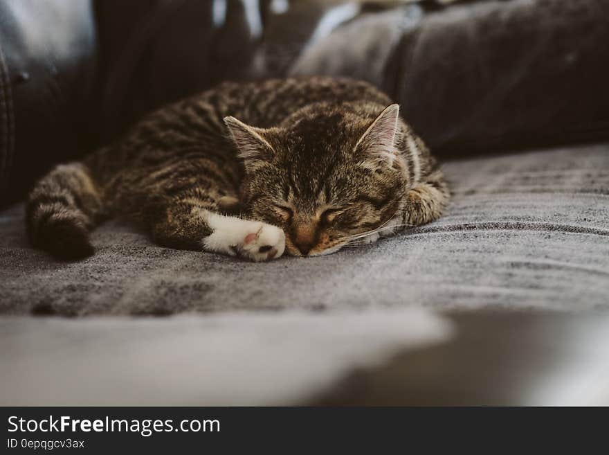 White Black and Brown Tabby Cat on Grey Padded Chair