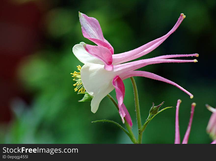 Purple and White Petaled Flower