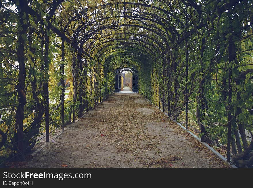 Trellis tunnel of bindweed in sunny garden. Trellis tunnel of bindweed in sunny garden.