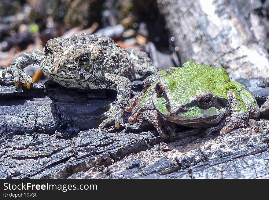 Green and Brown Frog on Wood