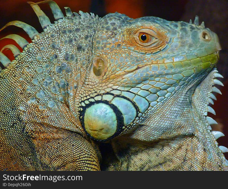 A close up of a green Iguana lizard.