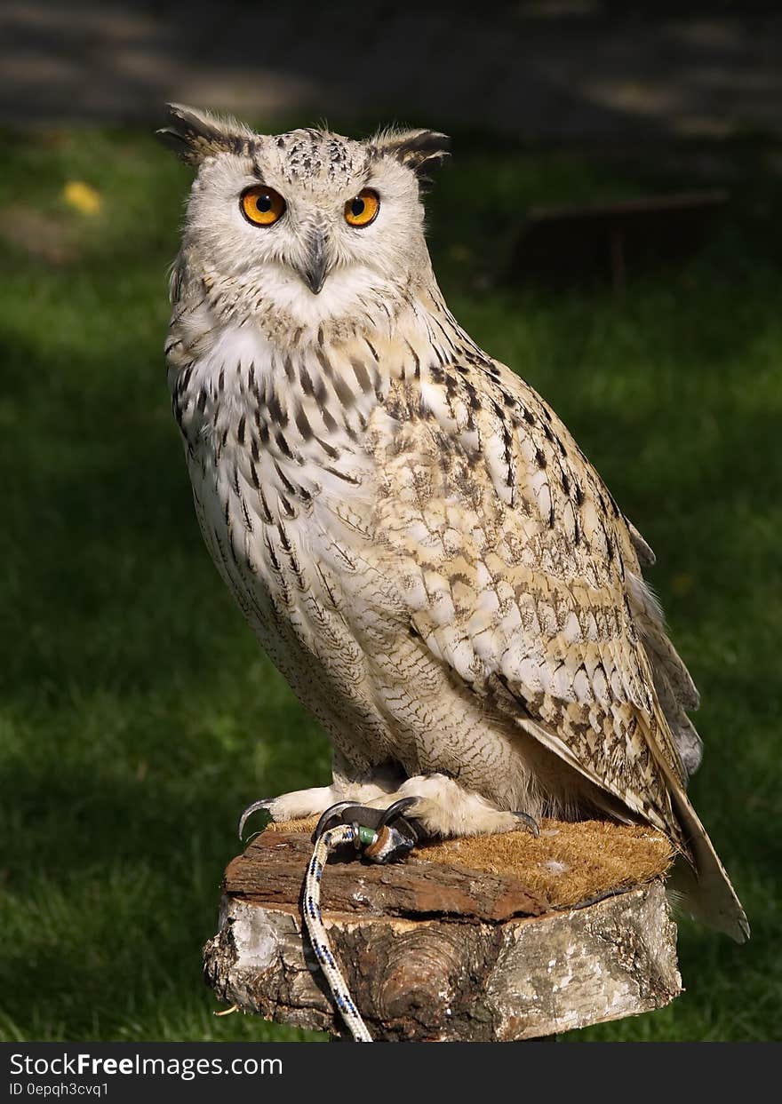 Brown Beige and Black Owl