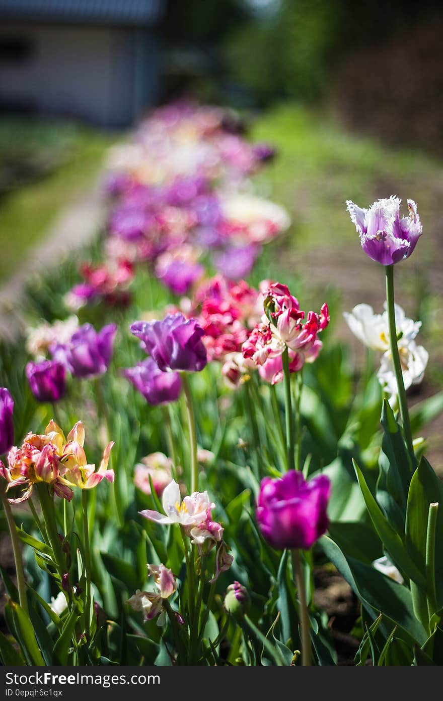 A flowering floral arrangement outdoors with colorful tulips. A flowering floral arrangement outdoors with colorful tulips.