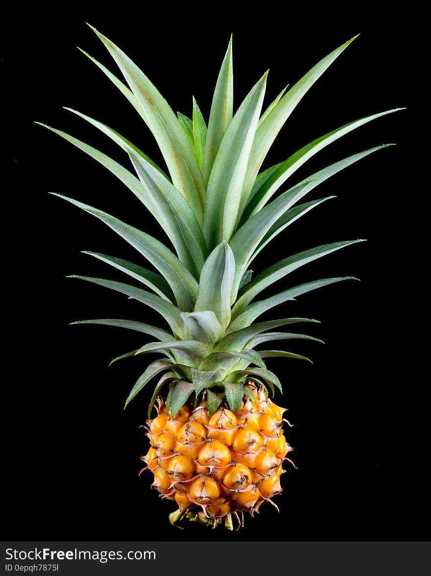 Pineapple Fruit