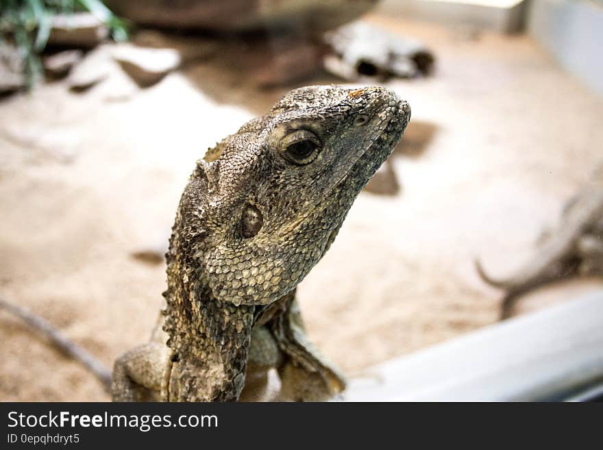 Grey Iguana