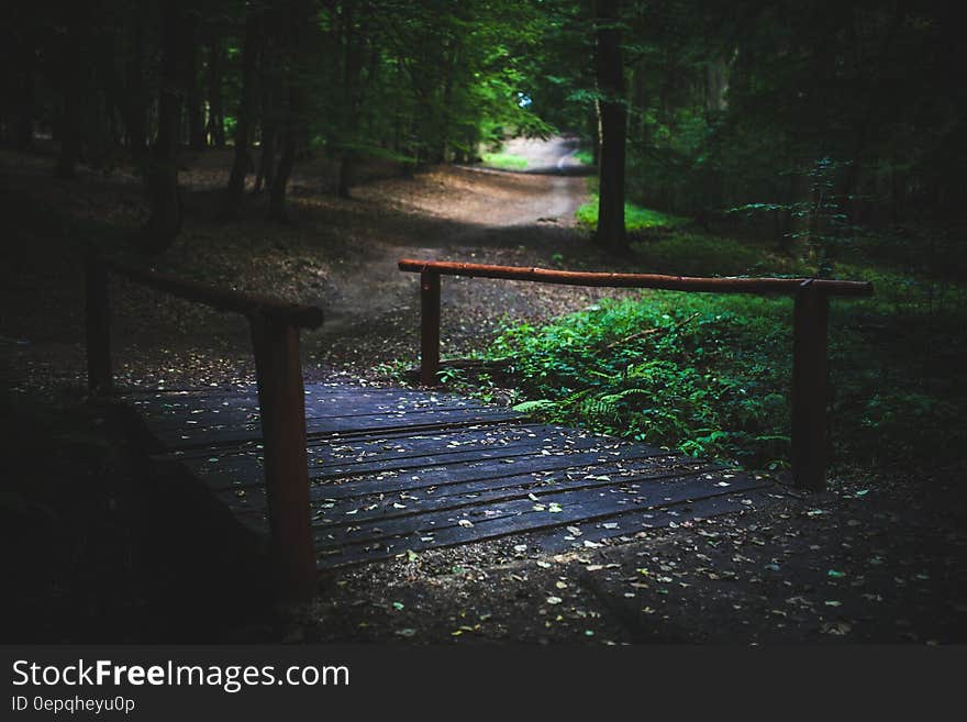 Bridge in the forest