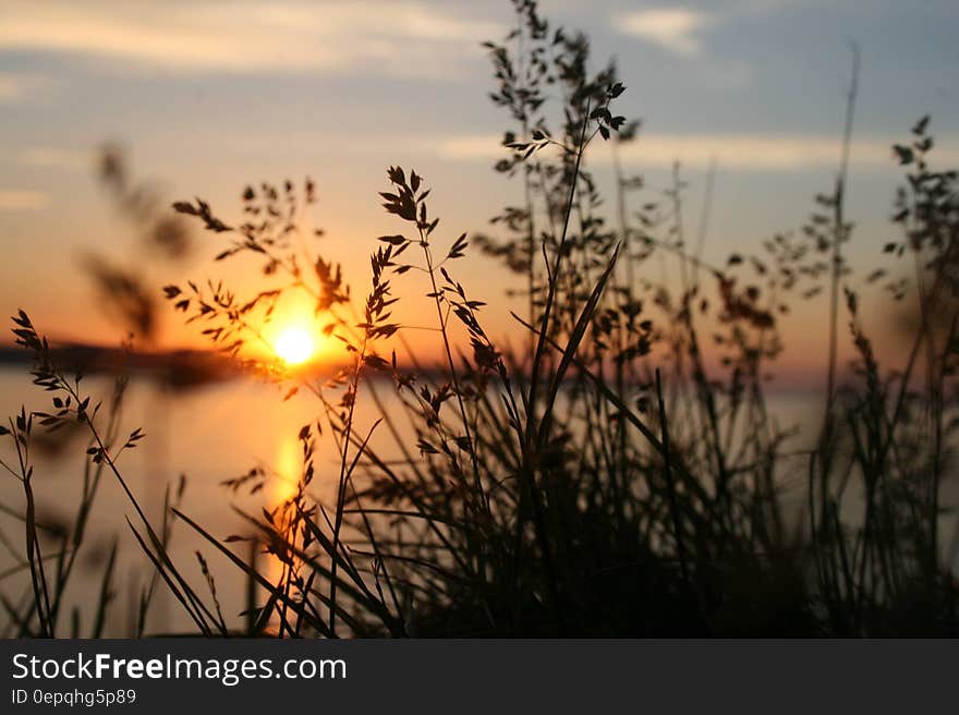 Silhouette of Grasses Against the Light of Setting Sun