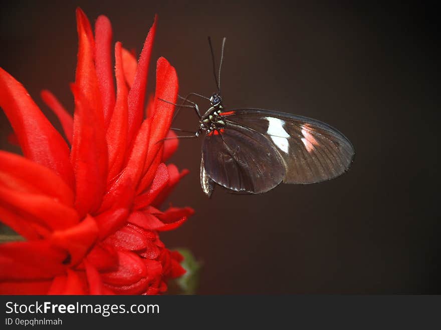 Black and White Butterfly on Red Multi Petaled Flower