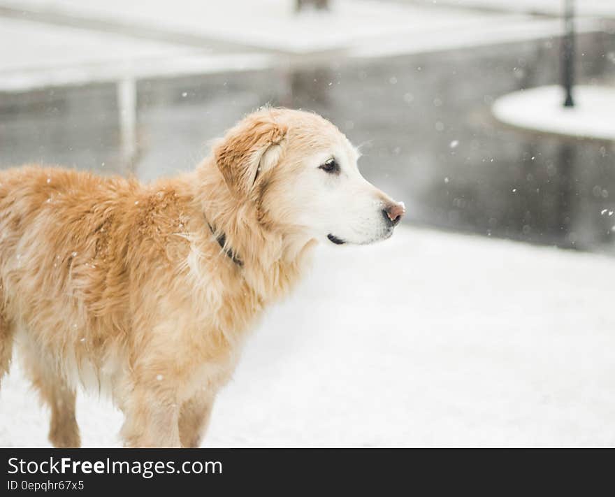 Portrait of golden retriever dog standing outdoors in snow next to icy water on sunny day. Portrait of golden retriever dog standing outdoors in snow next to icy water on sunny day.