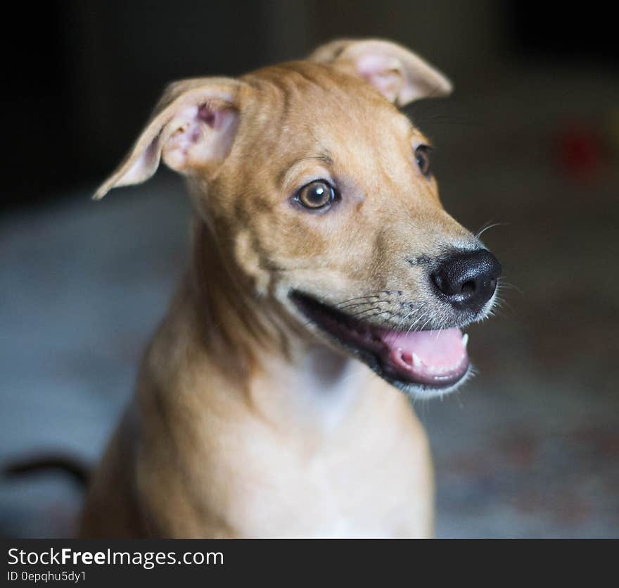 Tan Short Coat Dog