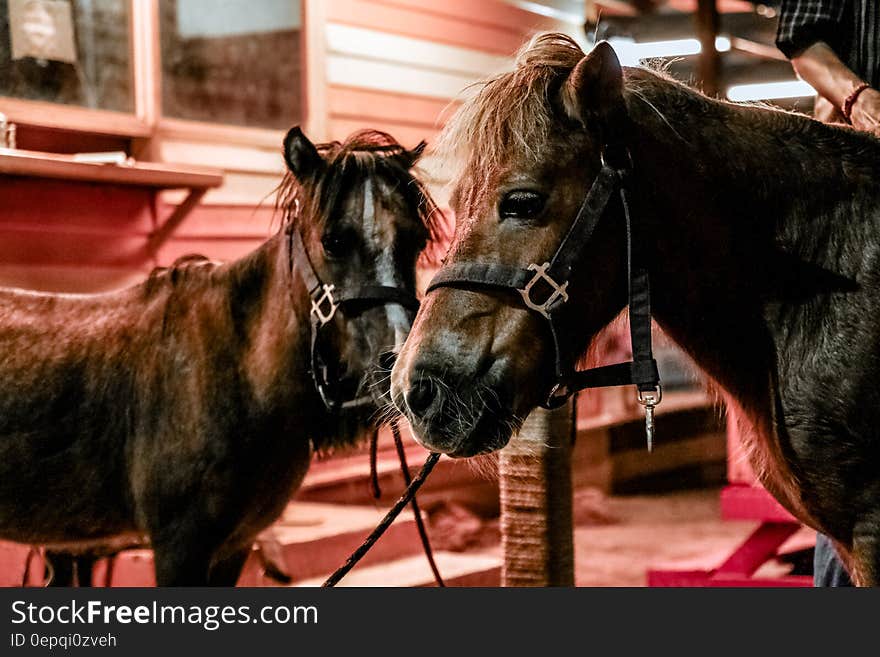 Close up of ponies inside stable on farm. Close up of ponies inside stable on farm.