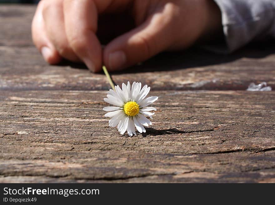 Dandelion Flower on Brown Wooden Table