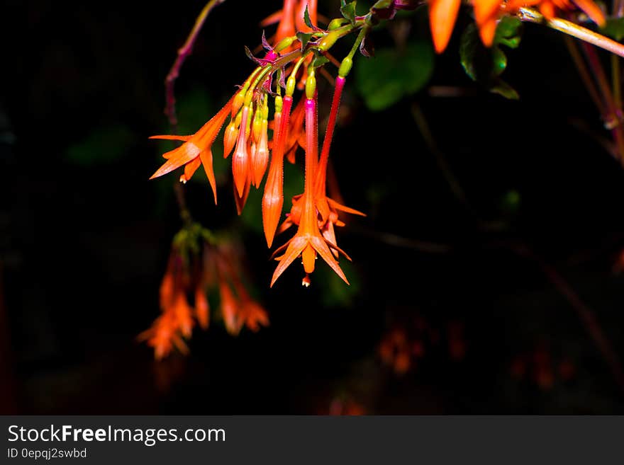 Pink Yellow and Orange Flower Macro Photography