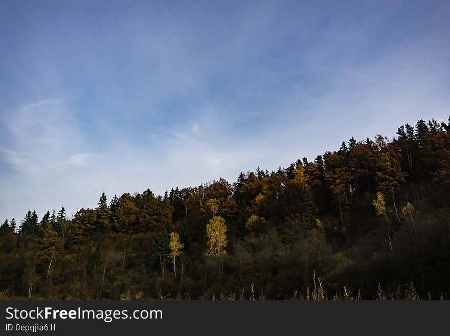 Green Trees Under Blue Sky during Daytime