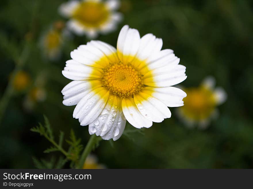 A close up shot of a daisy flower.