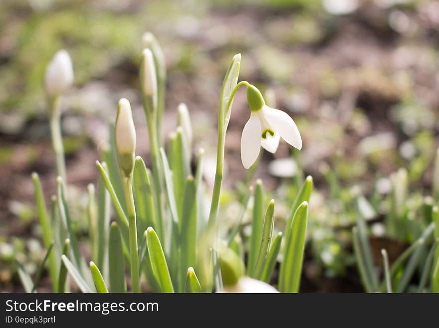 A flourishing white flower and a few buds around in a garden. A flourishing white flower and a few buds around in a garden.