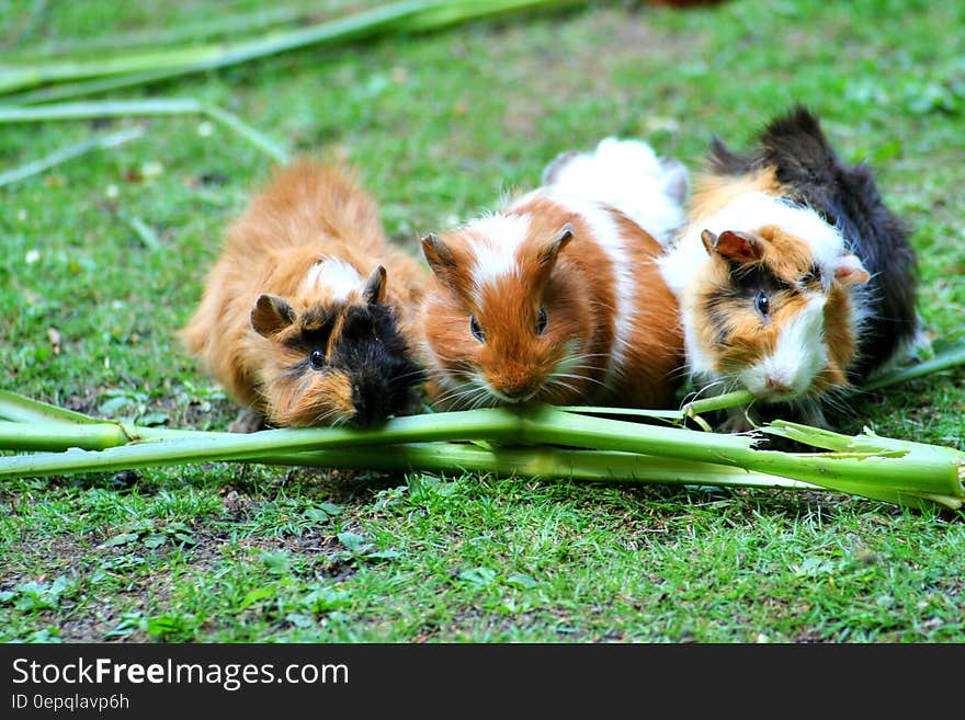 Brown White Hamster