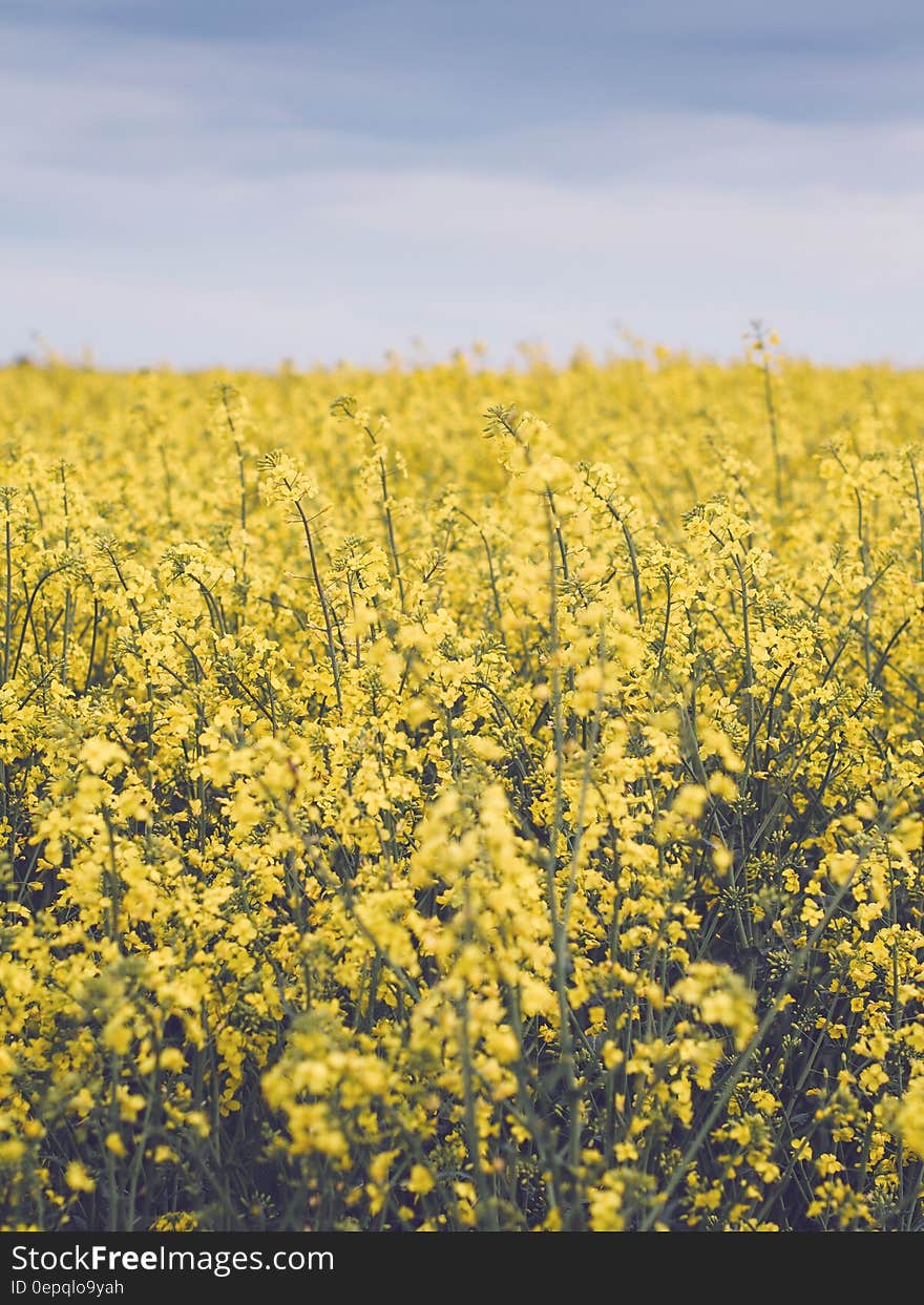 A yellow rapeseed field in the summer.