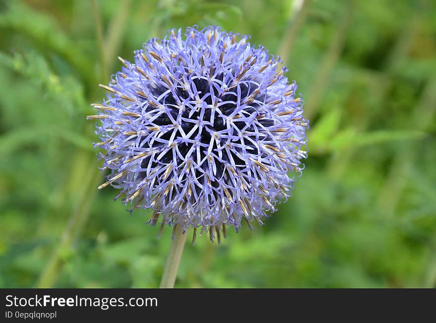 Purple Petal Flower