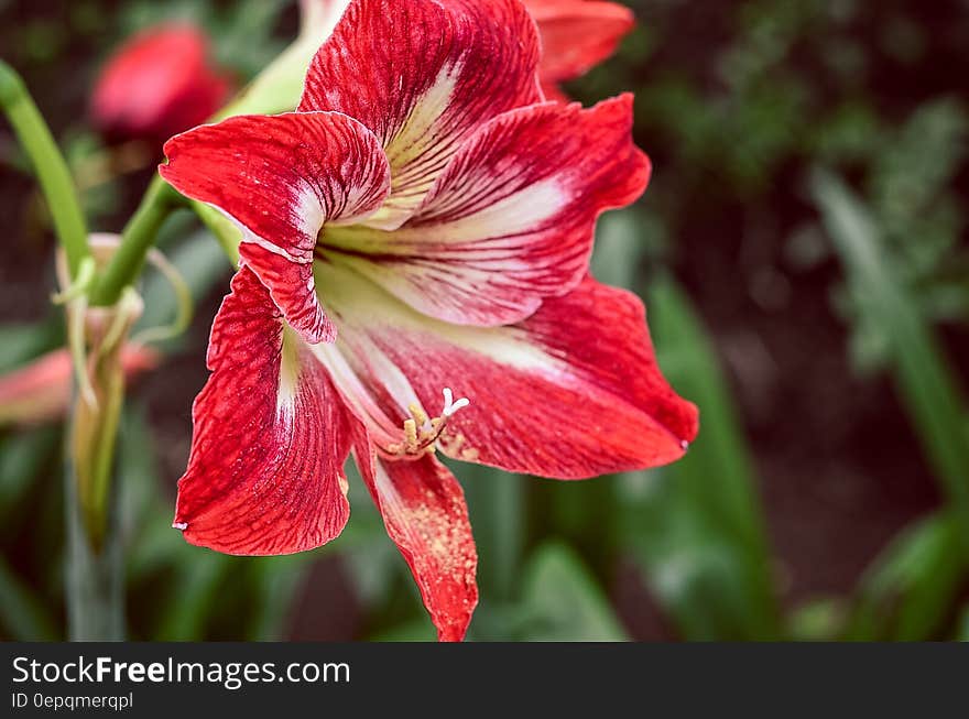 Red 6 Petaled Flower