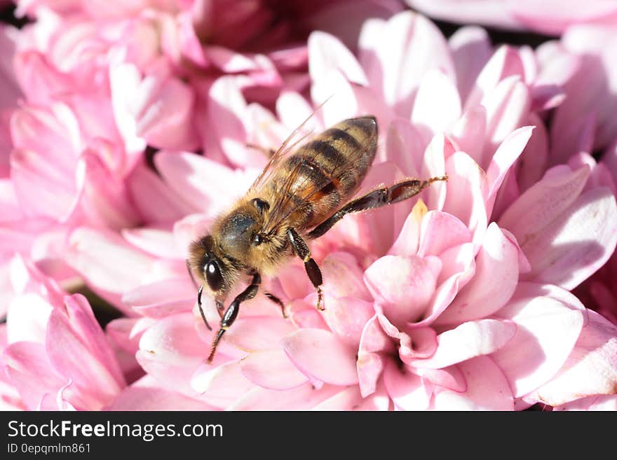 Brown and Black Bee on Pink Petaled Flower