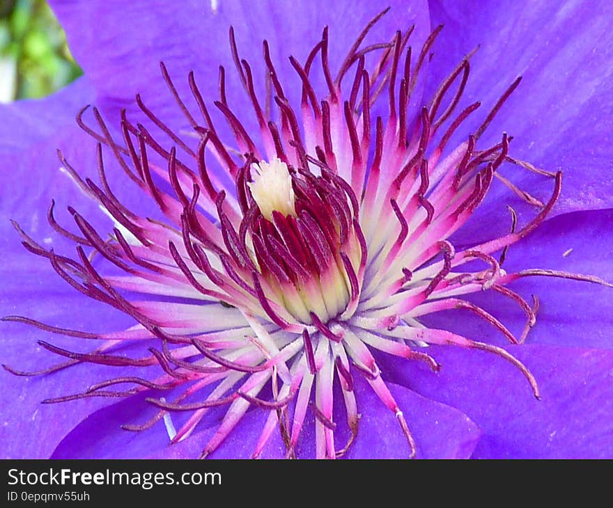 Purple Multi Petaled Flower Macro Photography