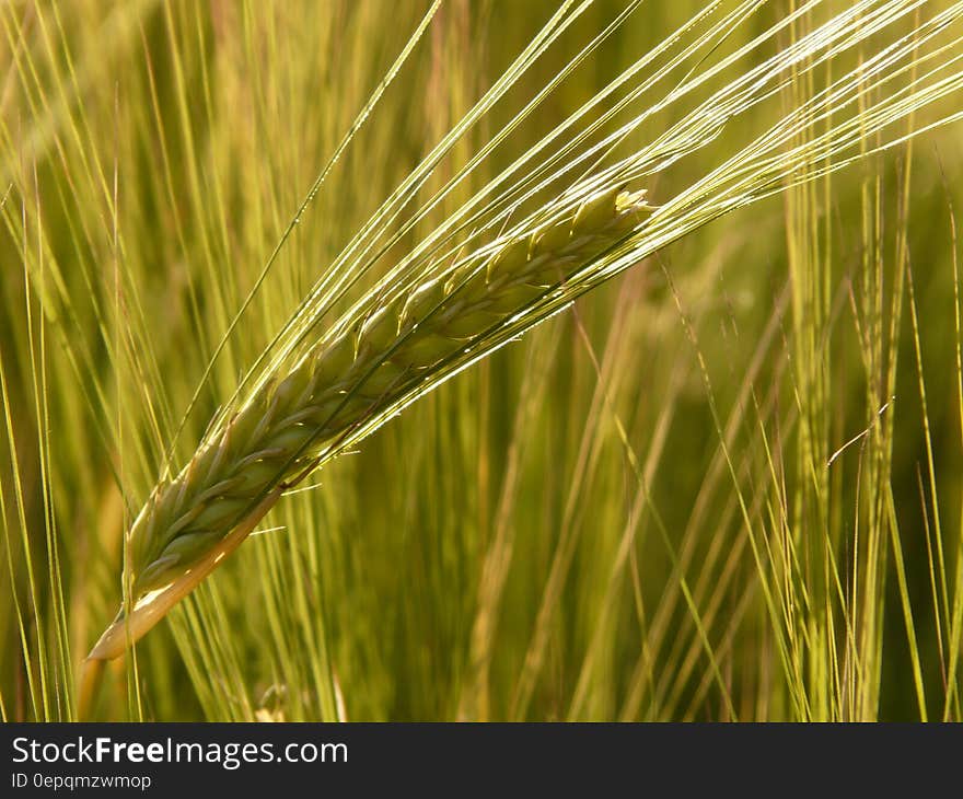 Close up of green cereal grain in sunny field.