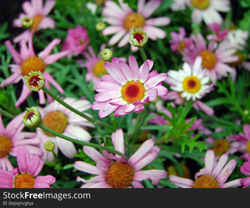 Close up of purple and white flowers in green field on sunny day. Close up of purple and white flowers in green field on sunny day.