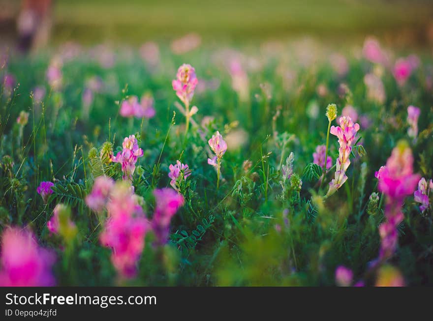 Purple Flower