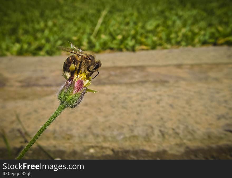 Bee on Pin and Green Flower