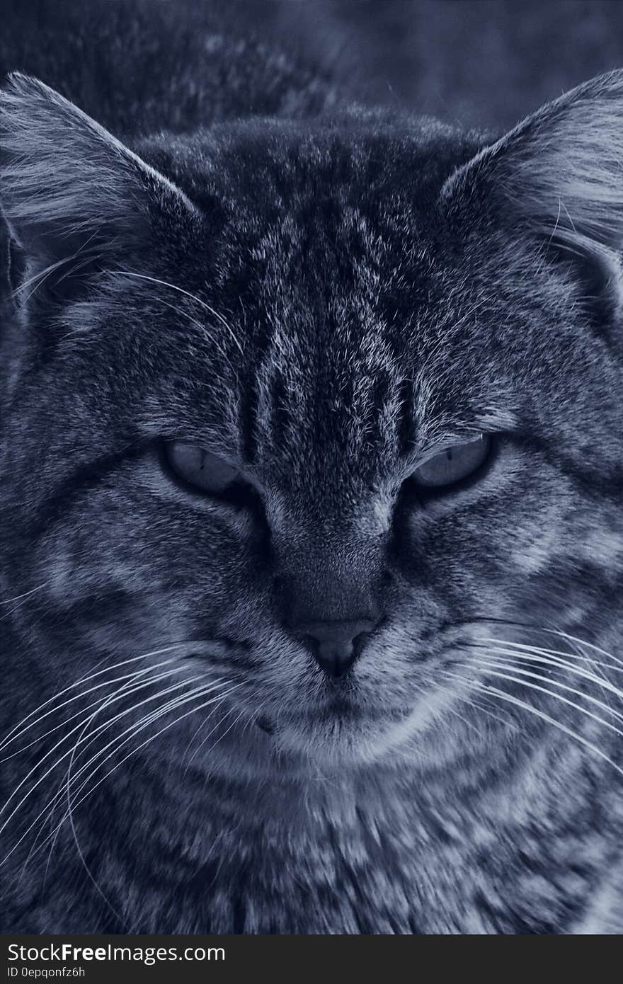 Cat in Grayscale Photo