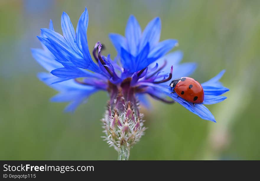 Red and Black Lady Bug on Purple Flower during Daytime