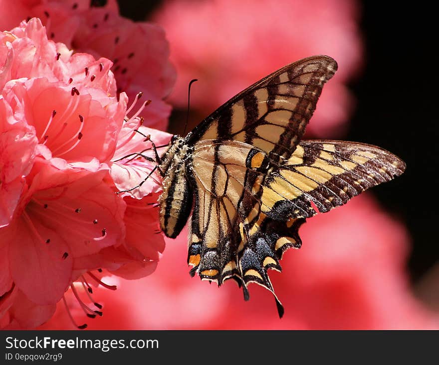 Brown Beige and Black Butterfly on Pink Petaled Flower