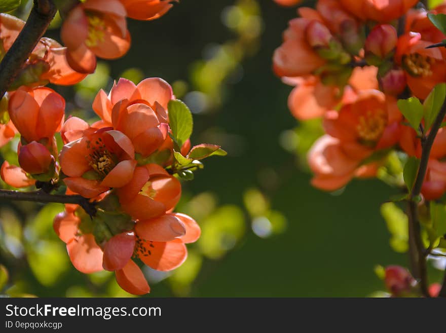 A tree in the summer with lot of red flowers. A tree in the summer with lot of red flowers.