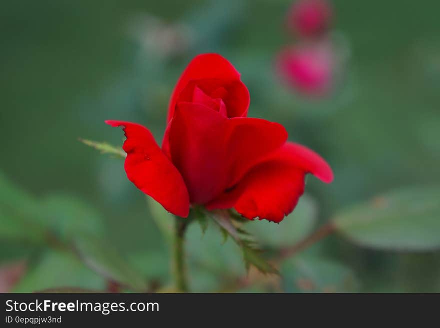 A close up of a red rose flower.