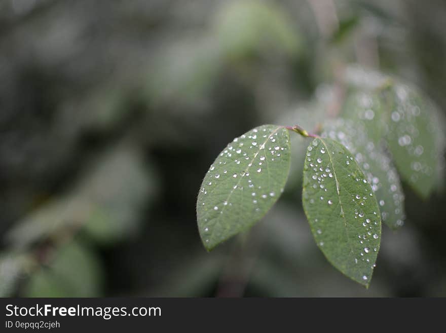 Green Leaves With Waterdrops