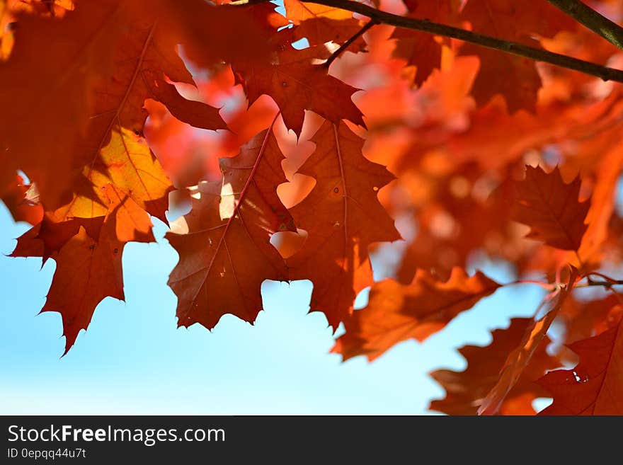 Orange Maple Tree during Daytime