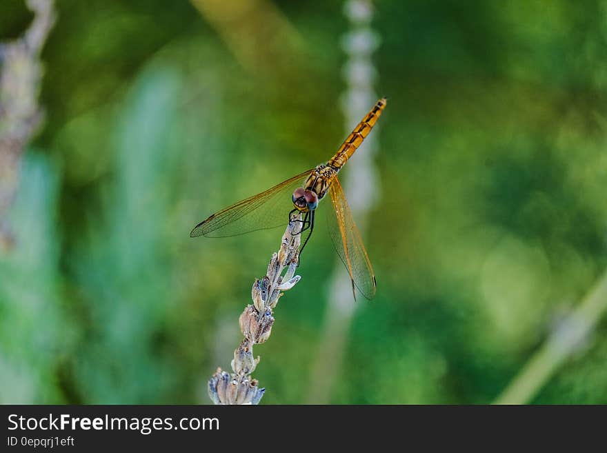 Gold Dragon Fly