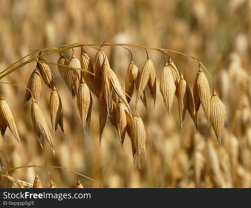 Closeup image of ears of oats on one spike with selective focus so that the background is a blur of the crop. Closeup image of ears of oats on one spike with selective focus so that the background is a blur of the crop.