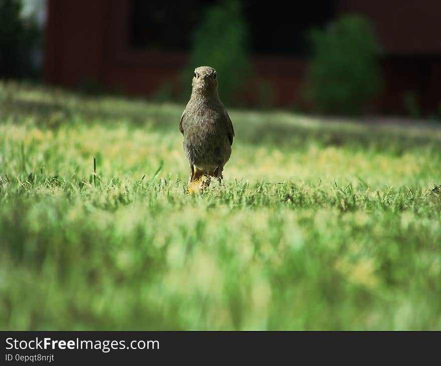 Black Bird on Green Grass