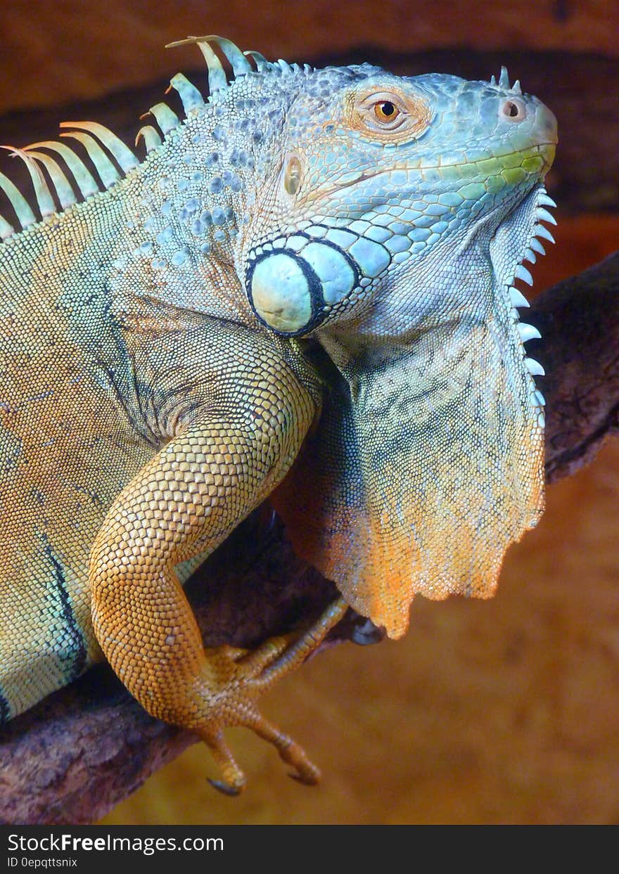 Green and Gray Lizard