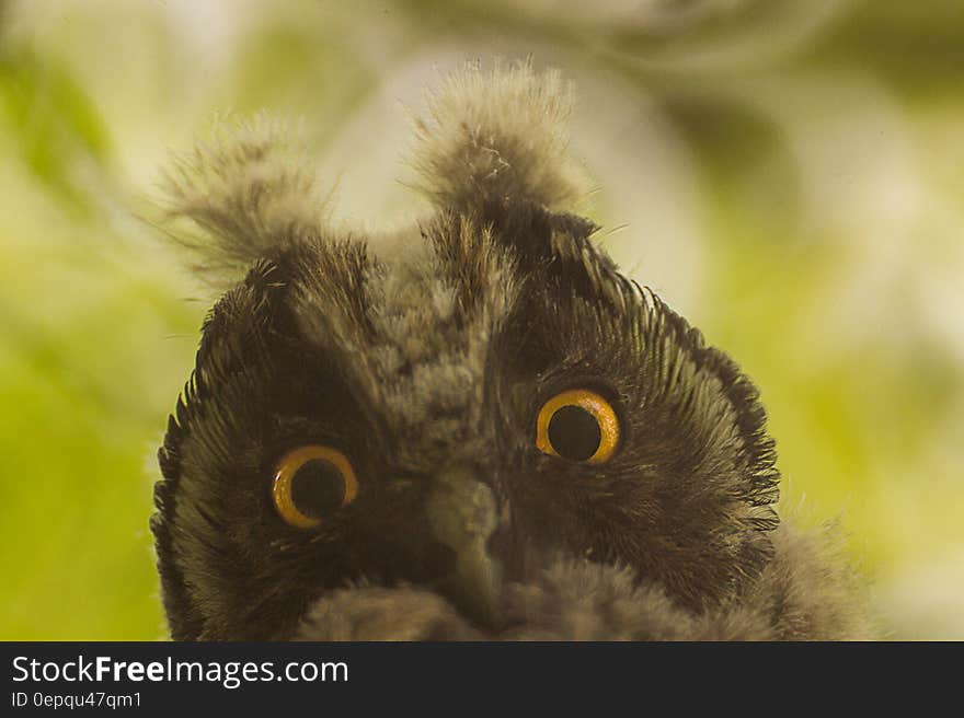 Close up of horned owl face against green garden. Close up of horned owl face against green garden.