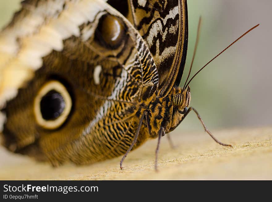 Macro close up of brown butterfly. Macro close up of brown butterfly.