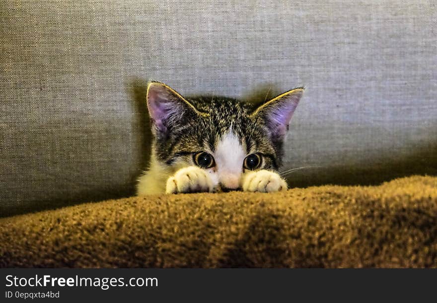 Black and White Kitten on Brown Textile