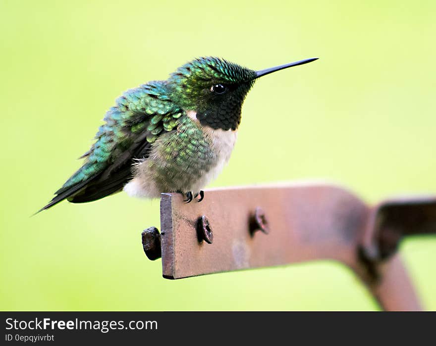 Close up portrait of green hummingbird on wooden perch outdoors. Close up portrait of green hummingbird on wooden perch outdoors.