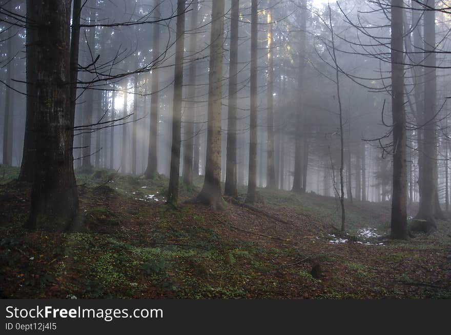 Fog through trees in forest landscape. Fog through trees in forest landscape.