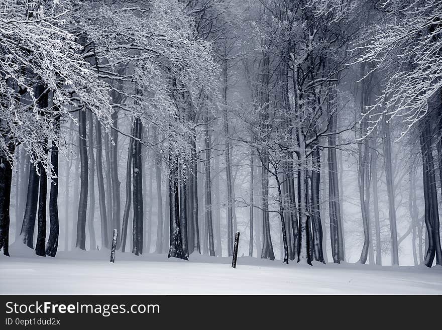 Snow covered bare trees in winter forest landscape in black and white. Snow covered bare trees in winter forest landscape in black and white.