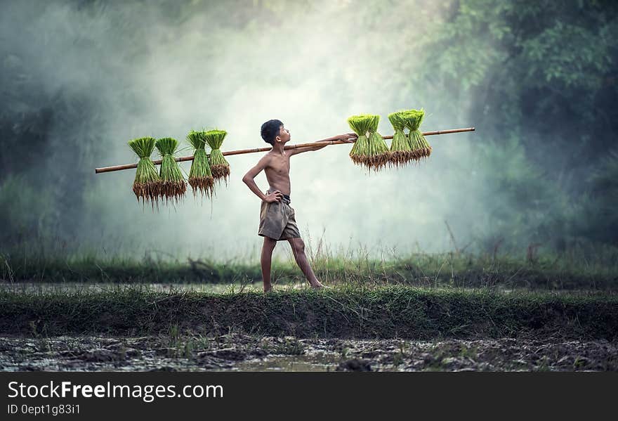 Worker carrying young rice plants on wooden pole in rural paddy. Worker carrying young rice plants on wooden pole in rural paddy.