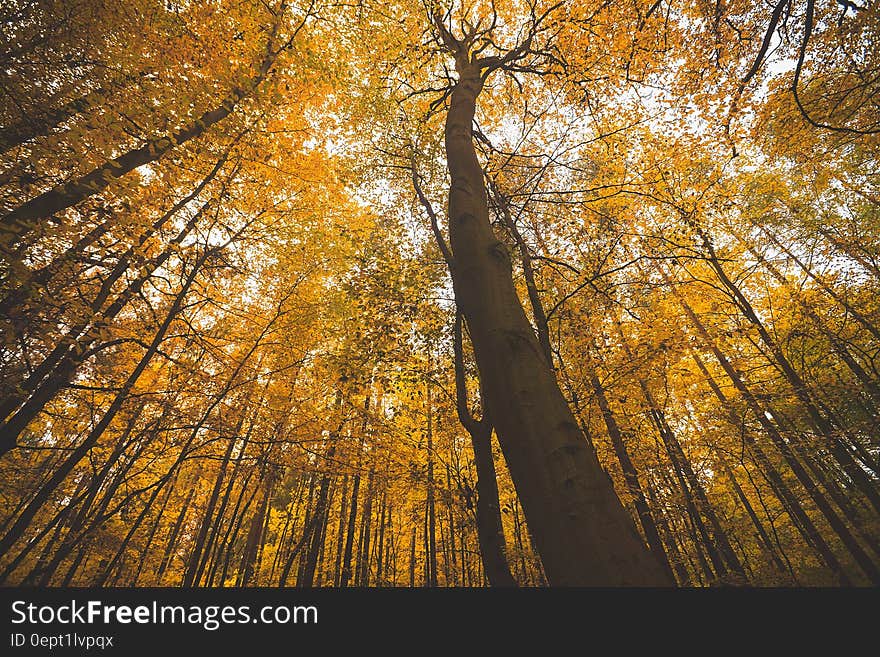 Autumn foliage on overhead branches in forest against sunny skies. Autumn foliage on overhead branches in forest against sunny skies.